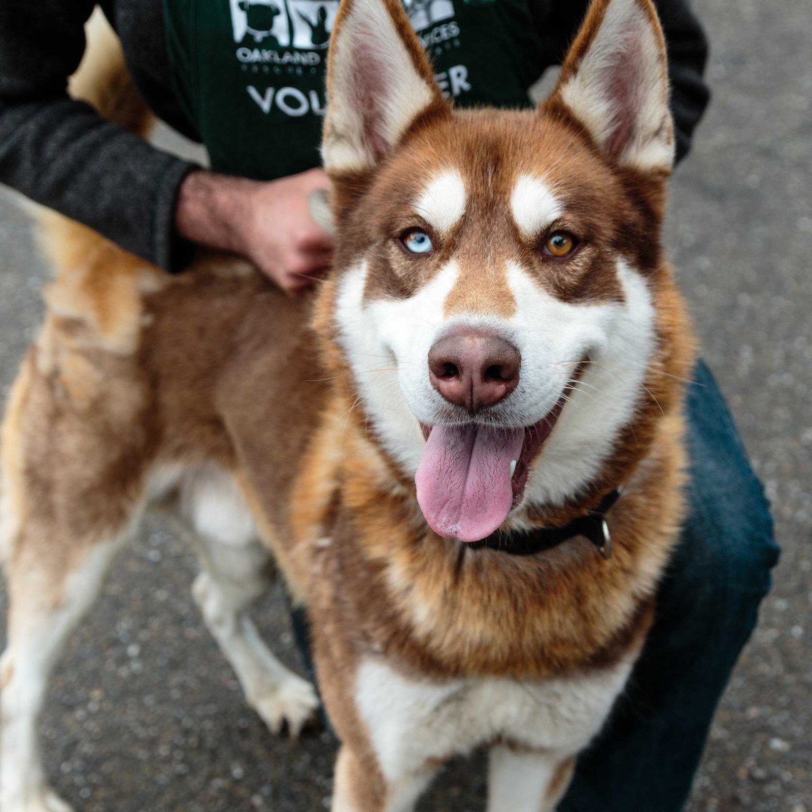 Dog for Adoption Arby (ID A0052105932), a Husky in Belmont, CA Alpha Paw