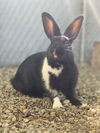 adoptable Rabbit in oakland, CA named Sterling