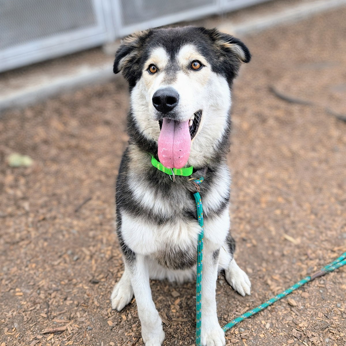 adoptable Dog in Oakland, CA named Trevor