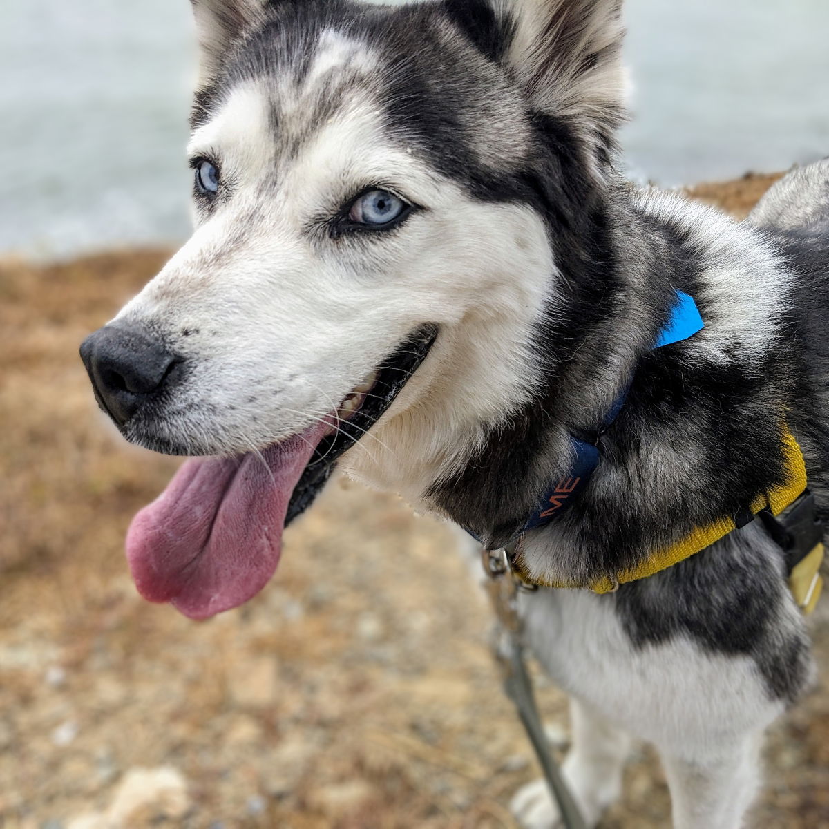 adoptable Dog in Oakland, CA named Juneau