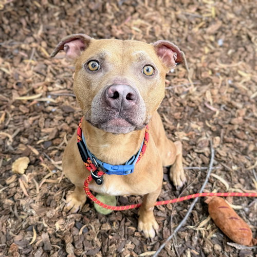Lila, an adoptable American Pit Bull Terrier in Oakland, CA