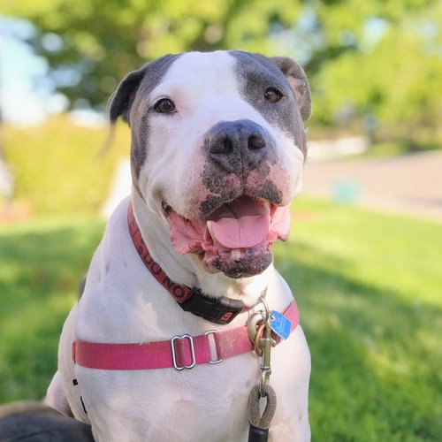 picture of the dog needing adoption