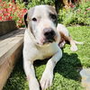 adoptable Dog in  named Patti Smith