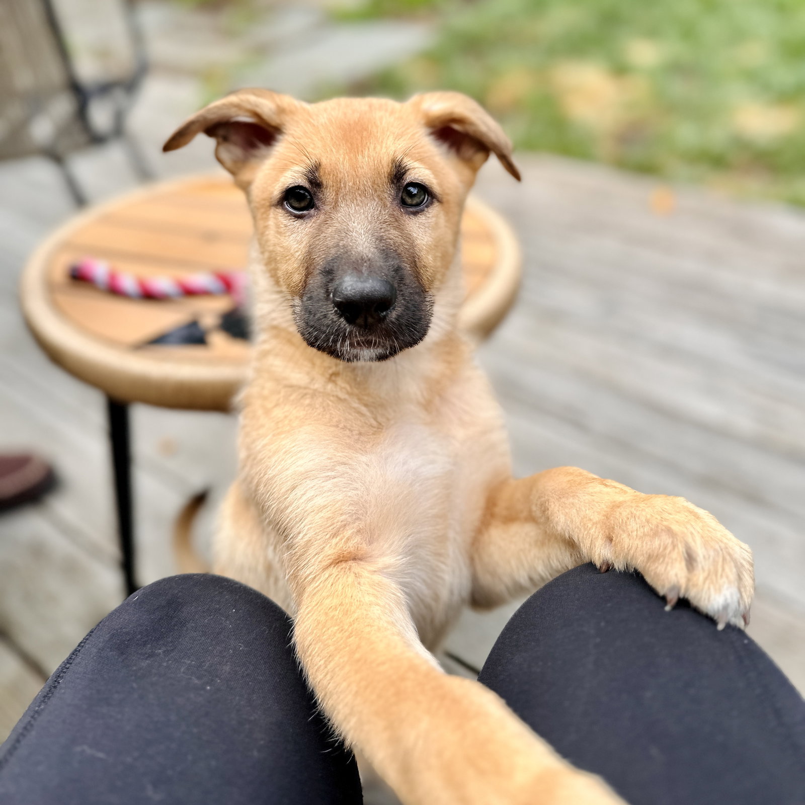 Dog for Adoption Chips, a Shepherd in San Rafael, CA Alpha Paw