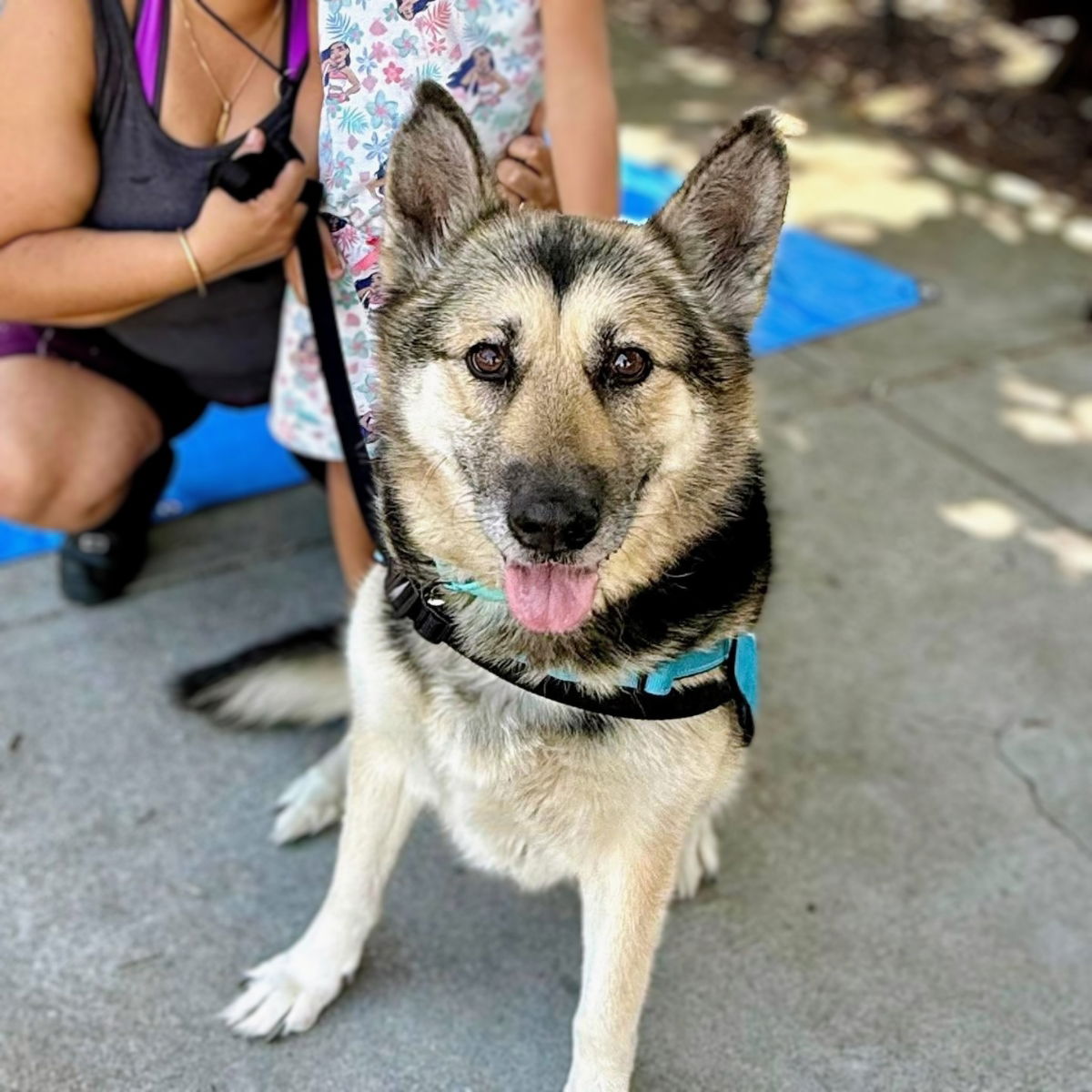 adoptable Dog in Oakland, CA named Mimi