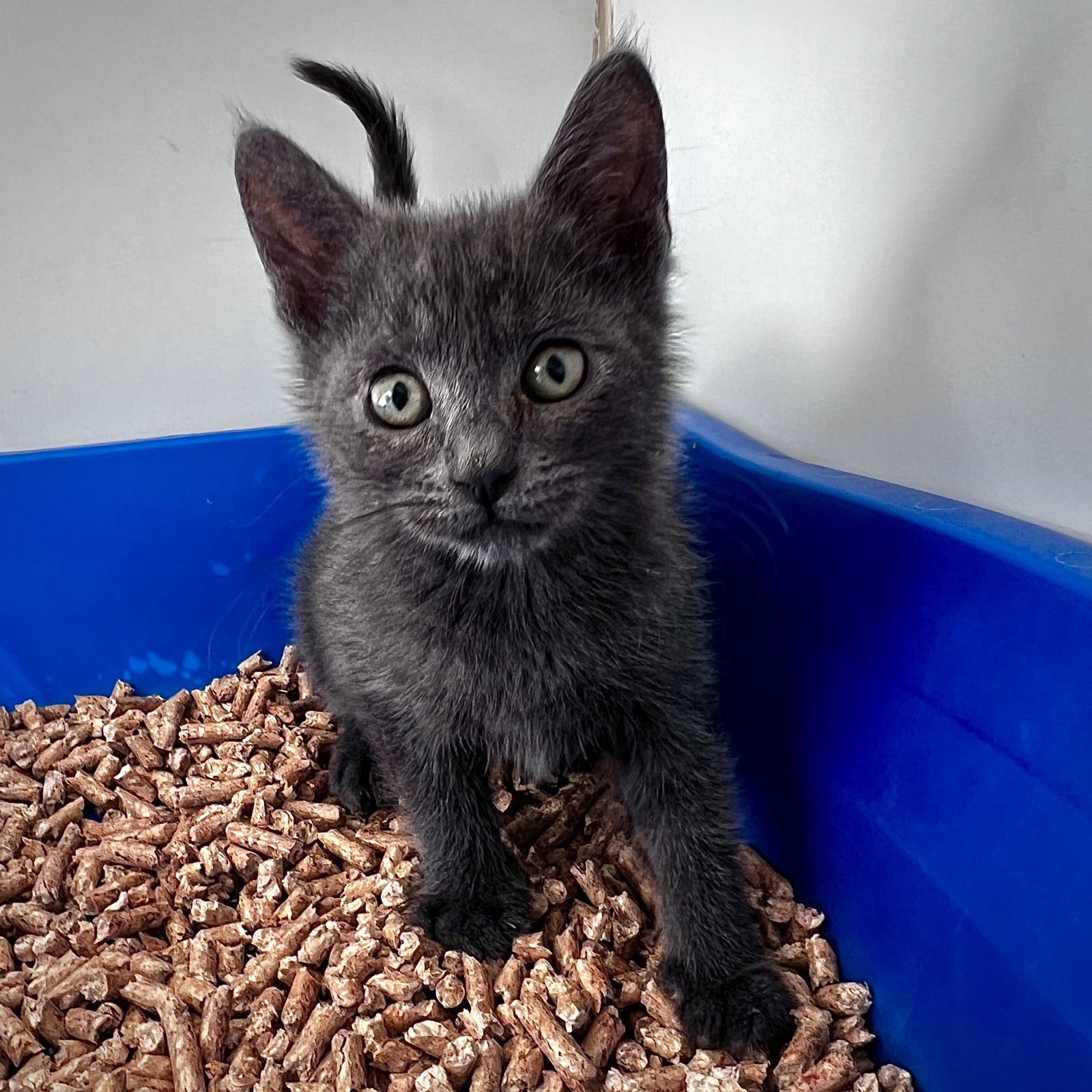 Pierogi (ID# A0052699162) Photo