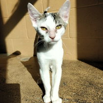 Tinker Photo