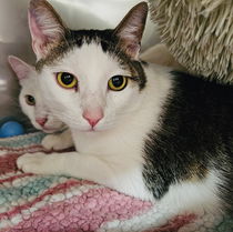 Wade (bonded with Chase) Photo