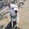 Miko - Photo 5