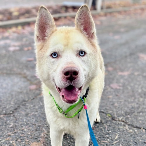MIKO - Siberian Husky available for adoption