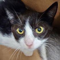 Mario (bonded w/Luigi) Photo