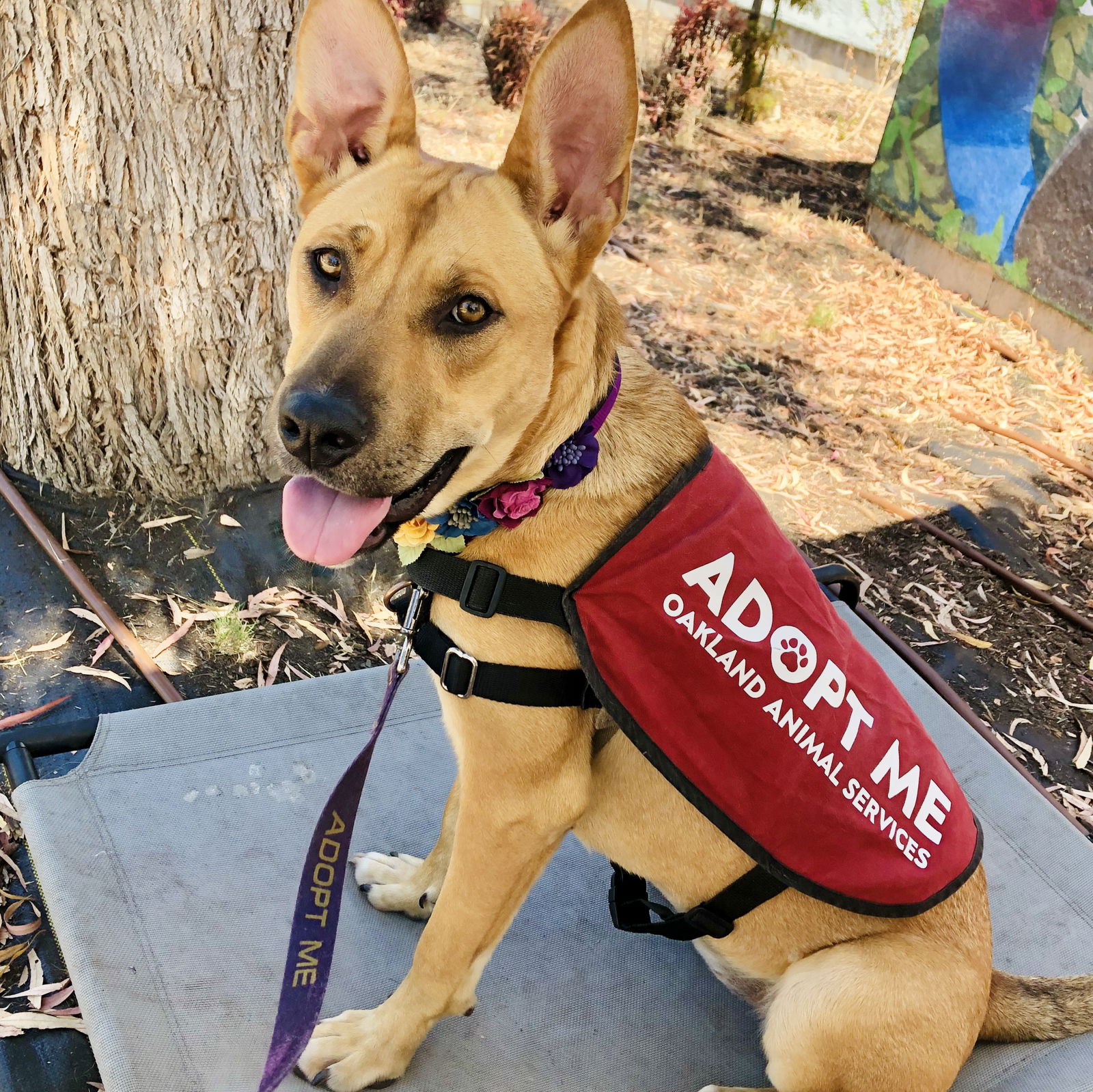 Adopt Me Dog Vest Adopt Me Dog Jacket for Foster Dogs 