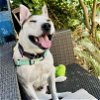 adoptable Dog in oakland, CA named Curry