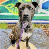 adoptable Dog in oakland, CA named Lakshmi