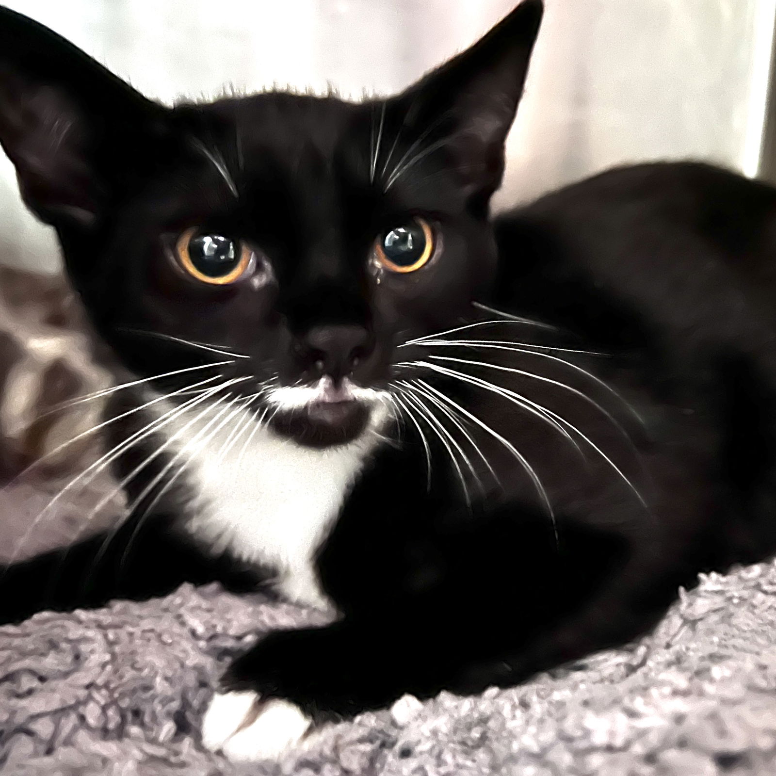 Carrie (bonded w/Riley) Photo
