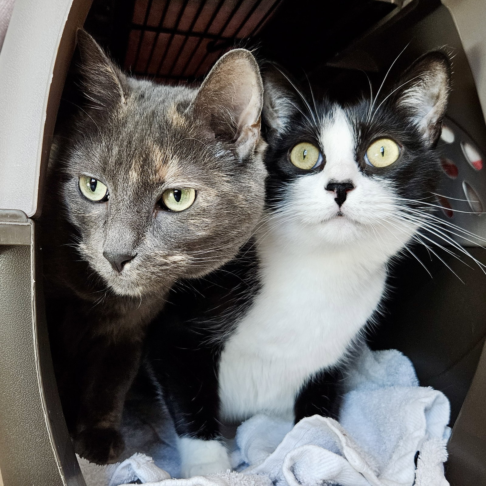 Flurry (bonded w/Fizz) Image