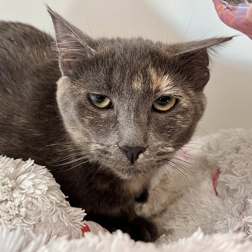 picture of the cat needing adoption