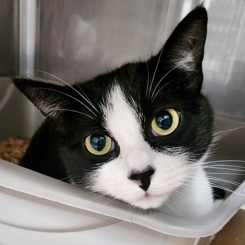 picture of the cat needing adoption
