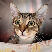 Cara (bonded w/Craig) Photo