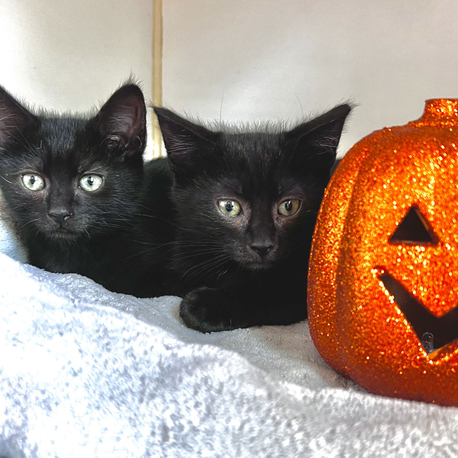 Cordelia (bonded w/Willow) Photo