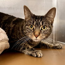 Rascal (bonded w/Hiccup) Photo