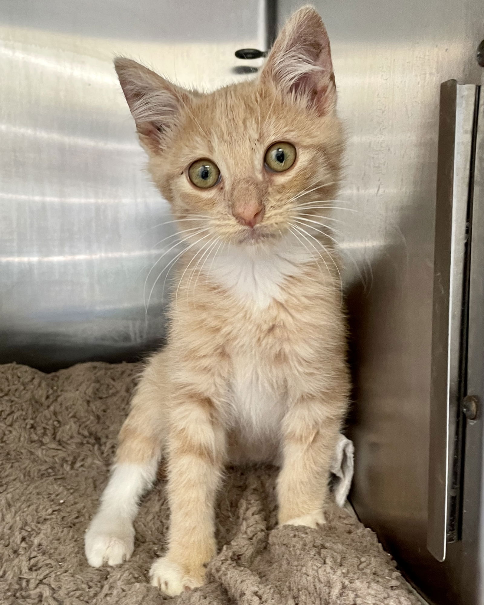 Graham (bonded w/Marshmallow) Photo