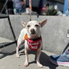 adoptable Dog in Oakland, CA named Sabina