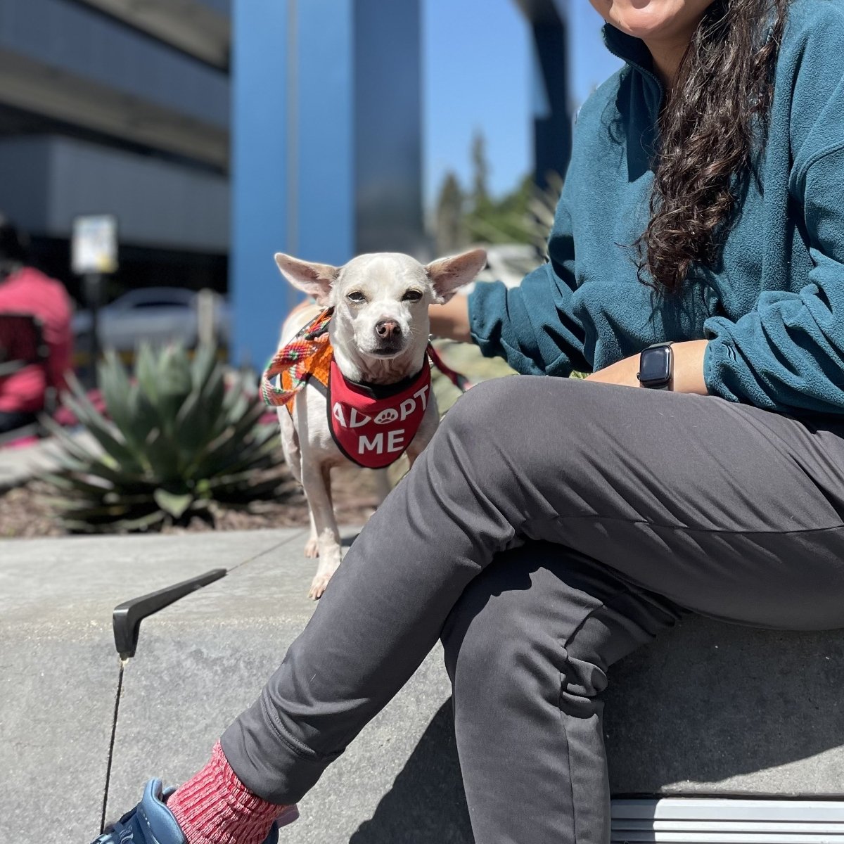 adoptable Dog in Oakland, CA named Sabina