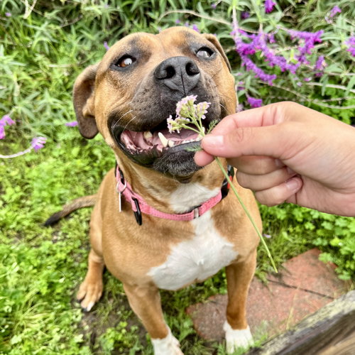 picture of the dog needing adoption