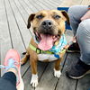adoptable Dog in oakland, CA named Cheesecake