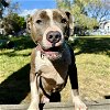 adoptable Dog in oakland, CA named Chunky Monkey