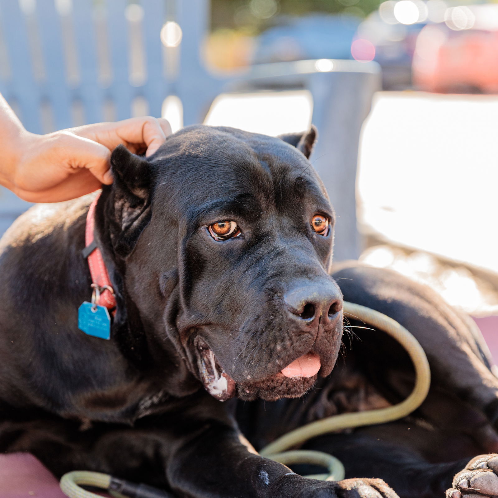 Large service outlet dog breeds