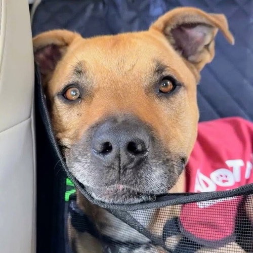 picture of the dog needing adoption