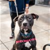 adoptable Dog in oakland, CA named Edison