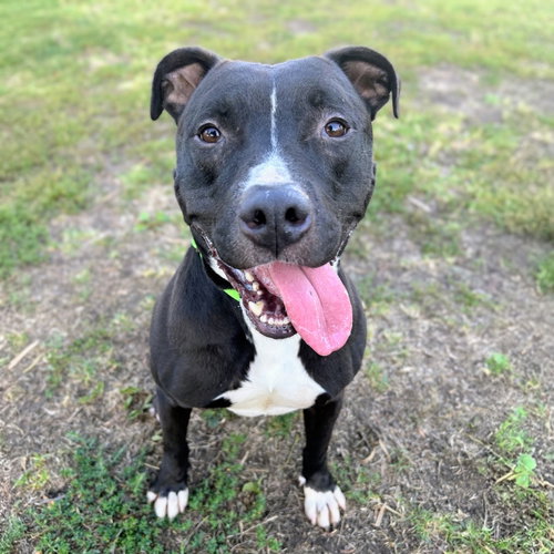 King Tubby, American Pit Bull Terrier / Mixed