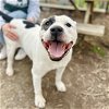 adoptable Dog in oakland, CA named Thwomp