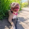 adoptable Dog in oakland, CA named Eileen