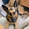 adoptable Dog in oakland, CA named Amana