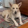 adoptable Dog in oakland, CA named Champagne