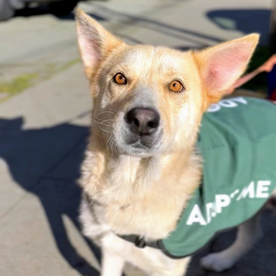 adoptable Dog in Oakland, CA named Champagne