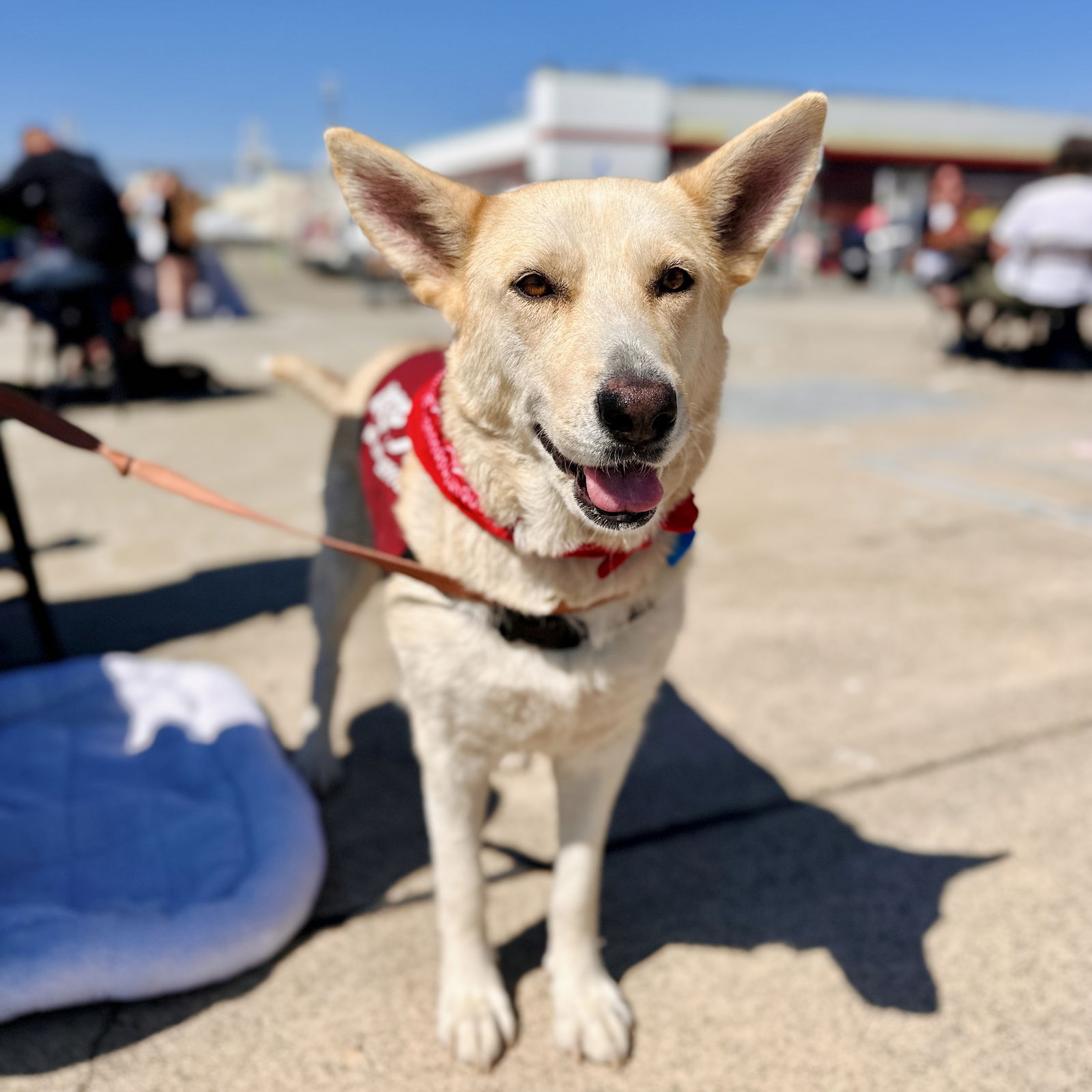 adoptable Dog in Oakland, CA named Champagne