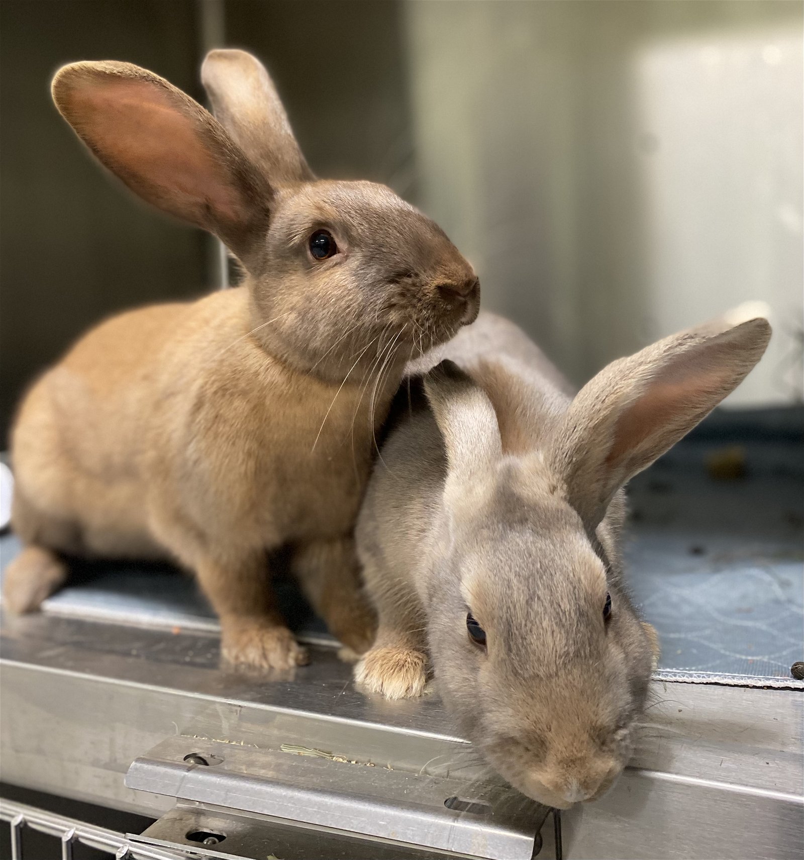 adoptable Rabbit in Oakland, CA named Laurel (bonded w/ Hardy)