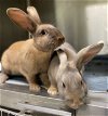 adoptable Rabbit in oakland, CA named Laurel (bonded w/ Hardy)
