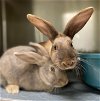 adoptable Rabbit in oakland, CA named Hardy (bonded w/ Laurel)
