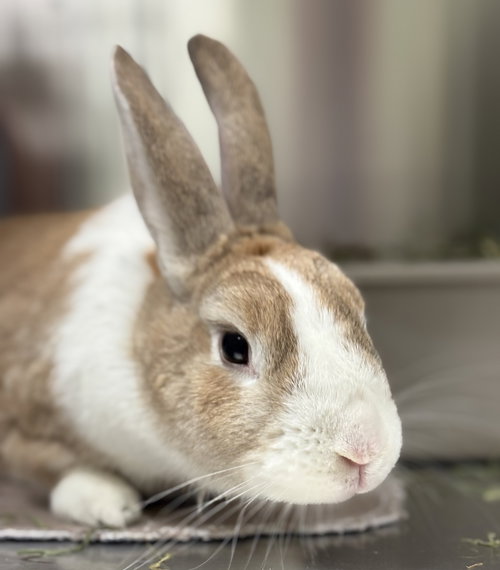 NEVILLE - American available for adoption