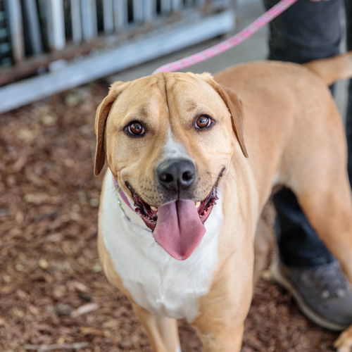 picture of the dog needing adoption