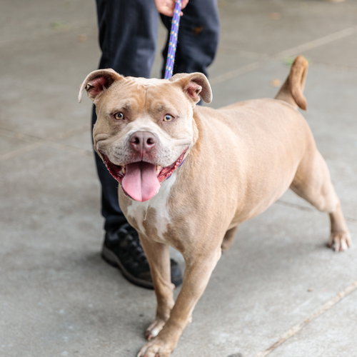 Nomi, an adoptable American Pit Bull Terrier in Oakland, CA