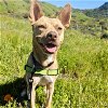 adoptable Dog in oakland, CA named Agatha