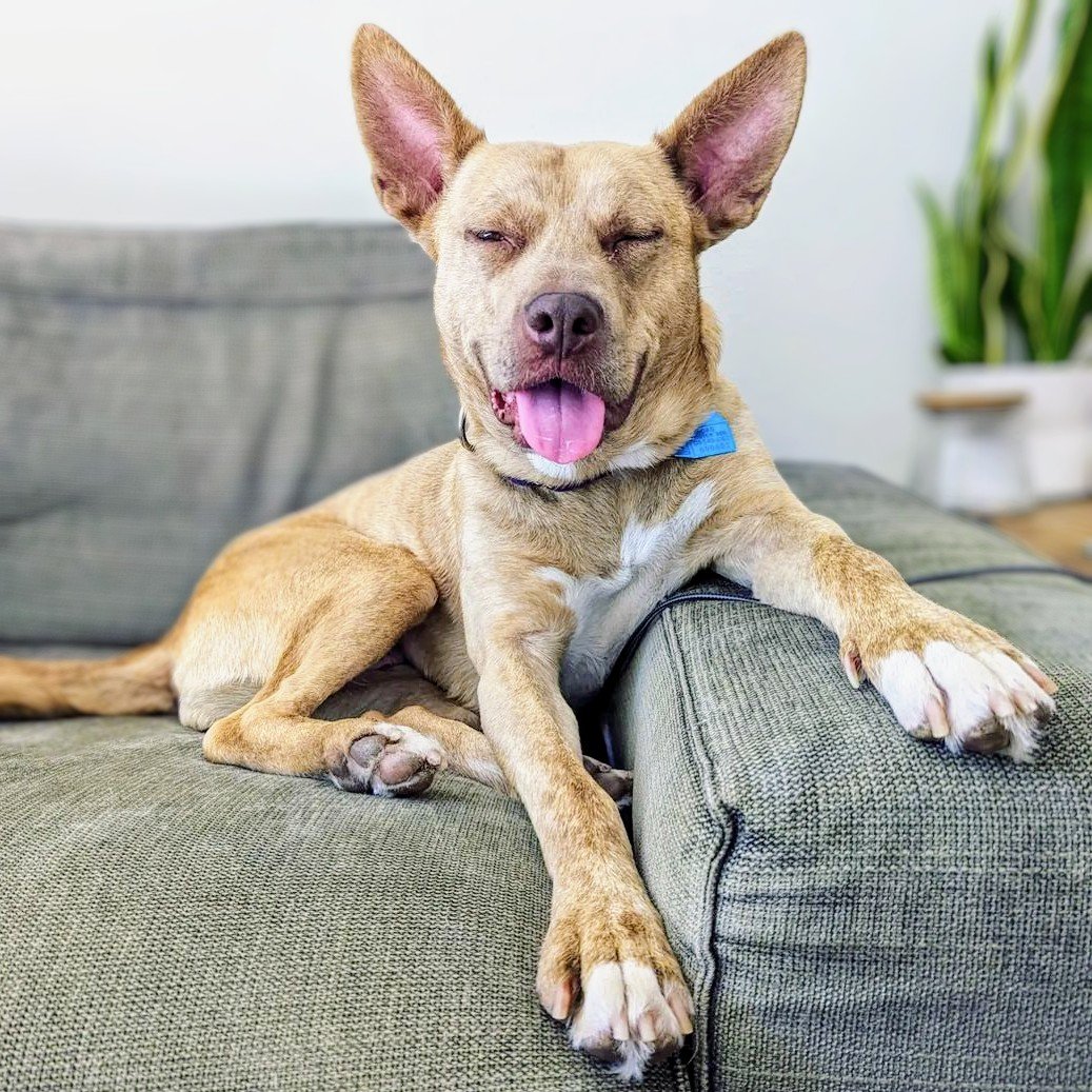 adoptable Dog in Oakland, CA named Agatha