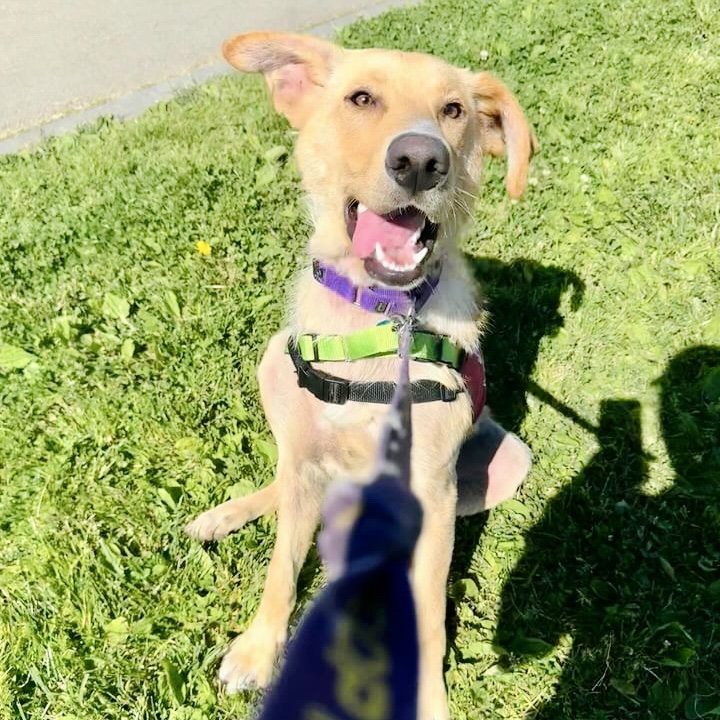 adoptable Dog in Oakland, CA named Grady